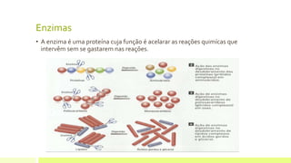 Enzimas
• A enzima é uma proteína cuja função é acelarar as reações quimícas que
intervêm sem se gastarem nas reações.
 