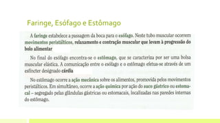 Faringe, Esófago e Estômago
 