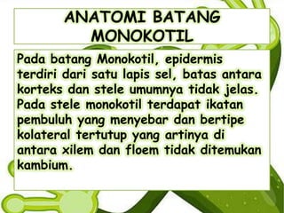 ANATOMI BATANG
MONOKOTIL
Pada batang Monokotil, epidermis
terdiri dari satu lapis sel, batas antara
korteks dan stele umumnya tidak jelas.
Pada stele monokotil terdapat ikatan
pembuluh yang menyebar dan bertipe
kolateral tertutup yang artinya di
antara xilem dan floem tidak ditemukan
kambium.

 
