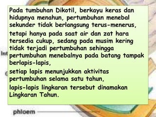 Pada tumbuhan Dikotil, berkayu keras dan
hidupnya menahun, pertumbuhan menebal
sekunder tidak berlangsung terus-menerus,
tetapi hanya pada saat air dan zat hara
tersedia cukup, sedang pada musim kering
tidak terjadi pertumbuhan sehingga
pertumbuhan menebalnya pada batang tampak
berlapis-lapis,
setiap lapis menunjukkan aktivitas
pertumbuhan selama satu tahun,
lapis-lapis lingkaran tersebut dinamakan
Lingkaran Tahun.

 
