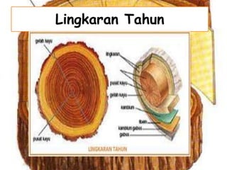 Lingkaran Tahun

 
