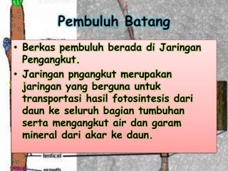 Pembuluh Batang
• Berkas pembuluh berada di Jaringan
Pengangkut.
• Jaringan pngangkut merupakan
jaringan yang berguna untuk
transportasi hasil fotosintesis dari
daun ke seluruh bagian tumbuhan
serta mengangkut air dan garam
mineral dari akar ke daun.

 
