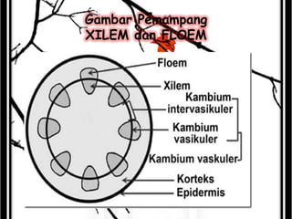 Gambar Pemampang
XILEM dan FLOEM

 