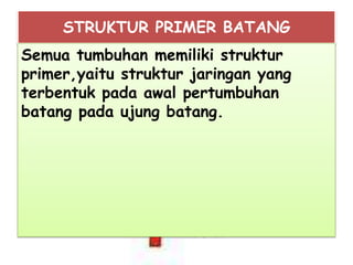 STRUKTUR PRIMER BATANG
Semua tumbuhan memiliki struktur
primer,yaitu struktur jaringan yang
terbentuk pada awal pertumbuhan
batang pada ujung batang.

 