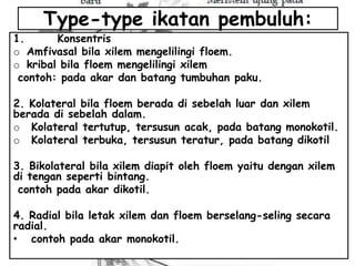 Type-type ikatan pembuluh:

1.
Konsentris
o Amfivasal bila xilem mengelilingi floem.
o kribal bila floem mengelilingi xilem
contoh: pada akar dan batang tumbuhan paku.

2. Kolateral bila floem berada di sebelah luar dan xilem
berada di sebelah dalam.
o Kolateral tertutup, tersusun acak, pada batang monokotil.
o Kolateral terbuka, tersusun teratur, pada batang dikotil
3. Bikolateral bila xilem diapit oleh floem yaitu dengan xilem
di tengan seperti bintang.
contoh pada akar dikotil.
4. Radial bila letak xilem dan floem berselang-seling secara
radial.
• contoh pada akar monokotil.

 