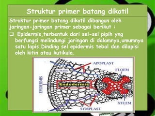 Struktur primer batang dikotil
Struktur primer batang dikotil dibangun oleh
jaringan-jaringan primer sebagai berikut :
 Epidermis,terbentuk dari sel-sel pipih yng
berfungsi melindungi jaringan di dalamnya,umumnya
satu lapis.Dinding sel epidermis tebal dan dilapisi
oleh kitin atau kutikula.

 