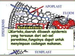 Korteks,daerah dibawah epidermis
yang tersusun dari sel-sel
parenkima,fungsinya dapat untuk
menyimpaan cadangan makanan.

 
