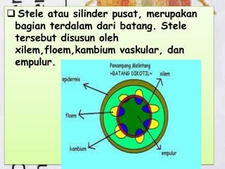  Stele atau silinder pusat, merupakan
bagian terdalam dari batang. Stele
tersebut disusun oleh
xilem,floem,kambium vaskular, dan
empulur.

 