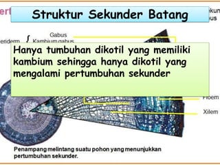 Struktur Sekunder Batang
Hanya tumbuhan dikotil yang memiliki
kambium sehingga hanya dikotil yang
mengalami pertumbuhan sekunder

 