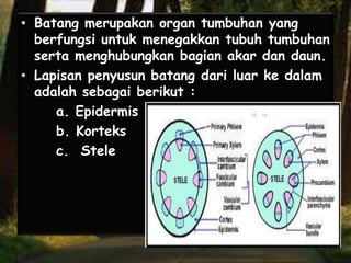 • Batang merupakan organ tumbuhan yang
berfungsi untuk menegakkan tubuh tumbuhan
serta menghubungkan bagian akar dan daun.
• Lapisan penyusun batang dari luar ke dalam
adalah sebagai berikut :
a. Epidermis
b. Korteks
c. Stele

 