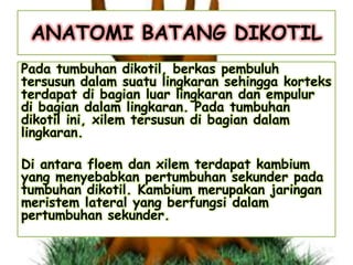 ANATOMI BATANG DIKOTIL
Pada tumbuhan dikotil, berkas pembuluh
tersusun dalam suatu lingkaran sehingga korteks
terdapat di bagian luar lingkaran dan empulur
di bagian dalam lingkaran. Pada tumbuhan
dikotil ini, xilem tersusun di bagian dalam
lingkaran.
Di antara floem dan xilem terdapat kambium
yang menyebabkan pertumbuhan sekunder pada
tumbuhan dikotil. Kambium merupakan jaringan
meristem lateral yang berfungsi dalam
pertumbuhan sekunder.

 