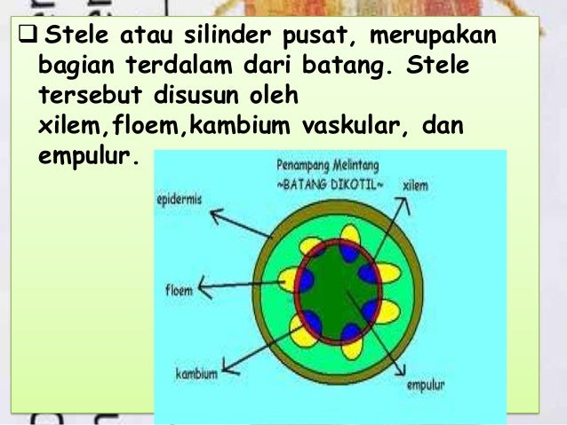 26 Gambar Xilem Dan Floem Pada Batang Dikotil Dan Monokotil Cari Gambar Keren Hd