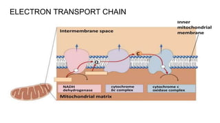 Electron Transport chain, components of ETC, chemiosmosis | PPTX