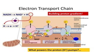Electron Transport chain, components of ETC, chemiosmosis | PPTX
