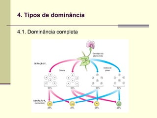 4. Tipos de dominância
4.1. Dominância completa
 