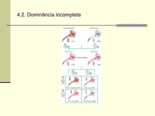 4.2. Dominância incompleta
 