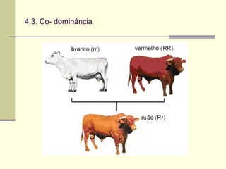4.3. Co- dominância
 