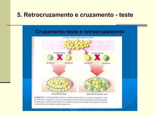 5. Retrocruzamento e cruzamento - teste
 