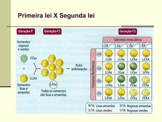 Primeira lei X Segunda lei
 