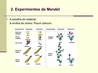 2. Experimentos de Mendel
 A escolha do material.
A ervilha de cheiro: Pisum sativum.
 