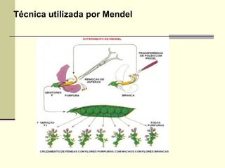 Técnica utilizada por Mendel
 
