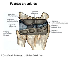 Cavidad sigmoidea Semilunar Escafoides
Facetas articulares
D. Green Cirugía de mano vol 1, Marban, España, 2007
 