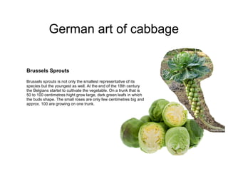 Brussels Sprouts
Brussels sprouts is not only the smallest representative of its
species but the youngest as well. At the end of the 18th century
the Belgians startet to cultivate the vegetable. On a trunk that is
50 to 100 centimetres hight grow large, dark green leafs in which
the buds shape. The small roses are only few centimetres big and
approx. 100 are growing on one trunk.
German art of cabbage
 