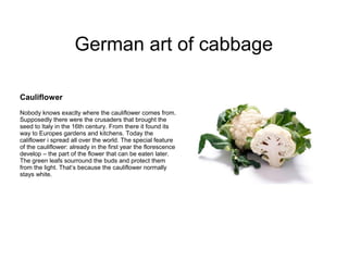 Cauliflower
Nobody knows exaclty where the cauliflower comes from.
Supposedly there were the crusaders that brought the
seed to Italy in the 16th century. From there it found its
way to Europes gardens and kitchens. Today the
califlower i spread all over the world. The special feature
of the cauliflower: already in the first year the florescence
develop – the part of the flower that can be eaten later.
The green leafs sourround the buds and protect them
from the light. That‘s because the cauliflower normally
stays white.
German art of cabbage
 