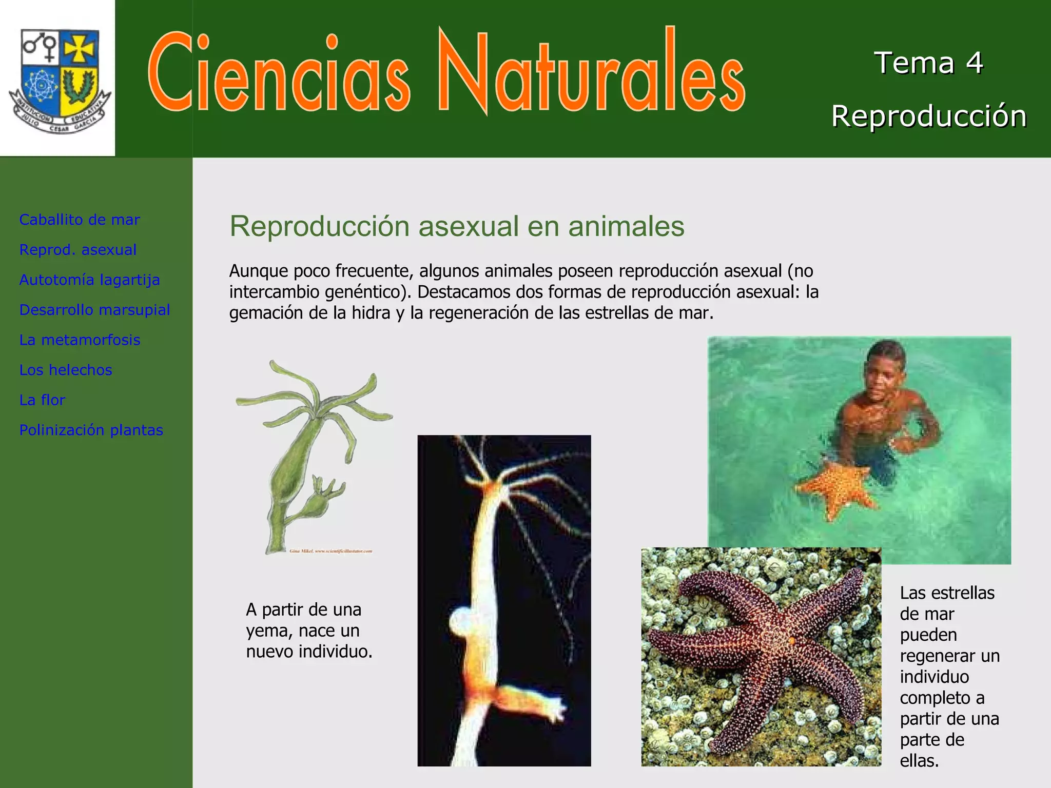 Ciencias Naturales Tema 4 Reproducción Reproducción asexual en animales Aunque poco frecuente, algunos animales poseen reproducción asexual (no intercambio genéntico). Destacamos dos formas de reproducción asexual: la gemación de la hidra y la regeneración de las estrellas de mar. A partir de una yema, nace un nuevo individuo. Las estrellas de mar pueden regenerar un individuo completo a partir de una parte de ellas. Caballito de mar Reprod. asexual Autotomía lagartija Desarrollo marsupial La metamorfosis Los helechos La flor Polinización plantas 