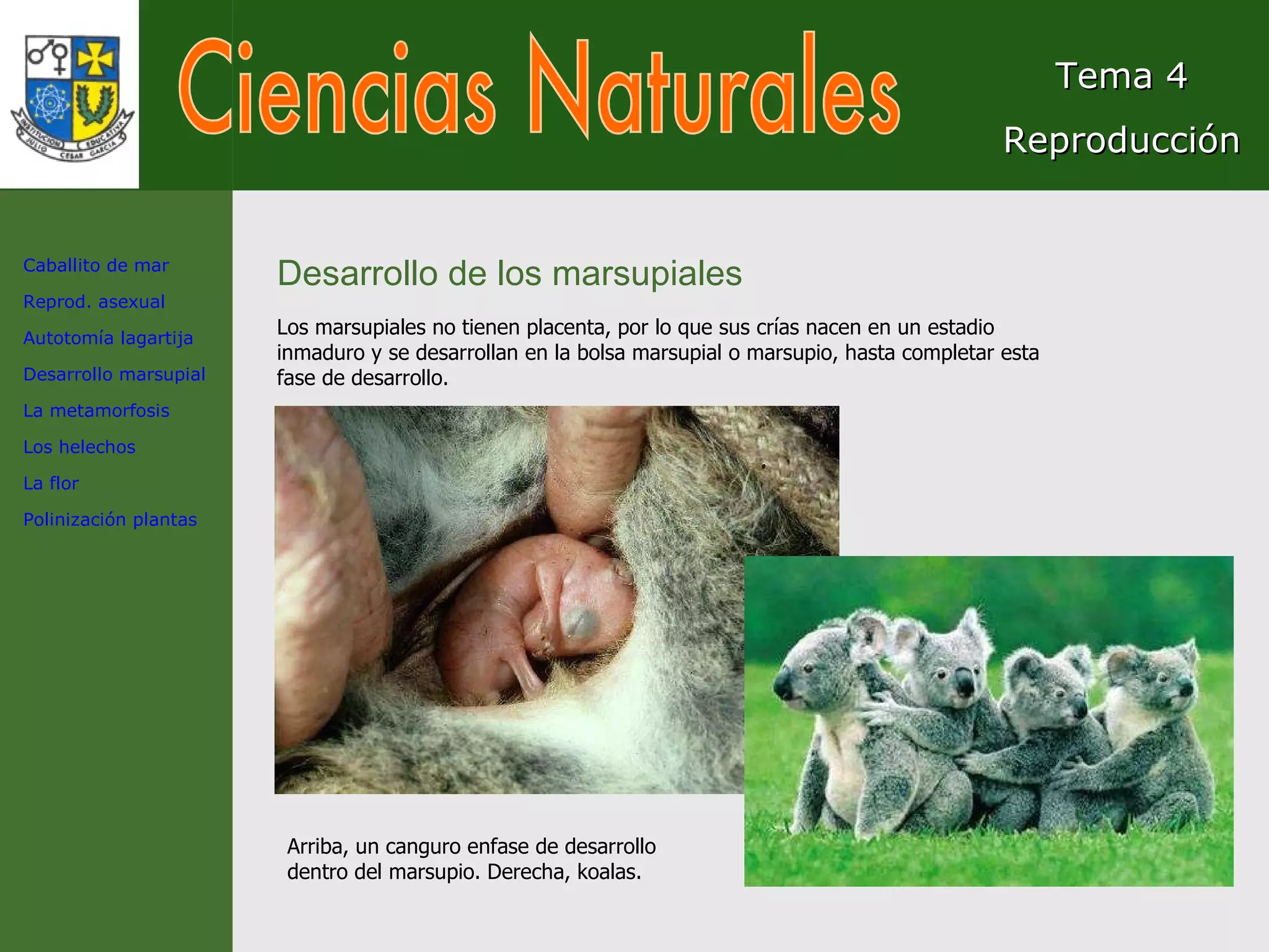 Ciencias Naturales Tema 4 Reproducción Desarrollo de los marsupiales Los marsupiales no tienen placenta, por lo que sus crías nacen en un estadio inmaduro y se desarrollan en la bolsa marsupial o marsupio, hasta completar esta fase de desarrollo. Arriba, un canguro enfase de desarrollo dentro del marsupio. Derecha, koalas. Caballito de mar Reprod. asexual Autotomía lagartija Desarrollo marsupial La metamorfosis Los helechos La flor Polinización plantas 