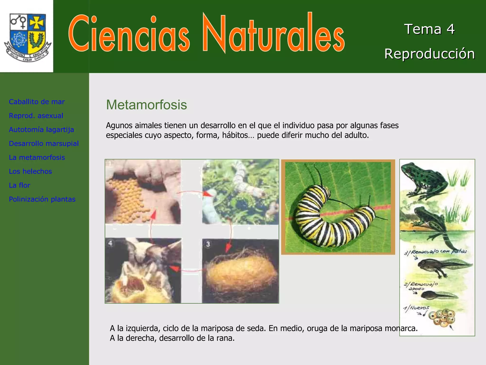 Ciencias Naturales Tema 4 Reproducción Metamorfosis Agunos aimales tienen un desarrollo en el que el individuo pasa por algunas fases especiales cuyo aspecto, forma, hábitos… puede diferir mucho del adulto. A la izquierda, ciclo de la mariposa de seda. En medio, oruga de la mariposa monarca. A la derecha, desarrollo de la rana. Caballito de mar Reprod. asexual Autotomía lagartija Desarrollo marsupial La metamorfosis Los helechos La flor Polinización plantas 