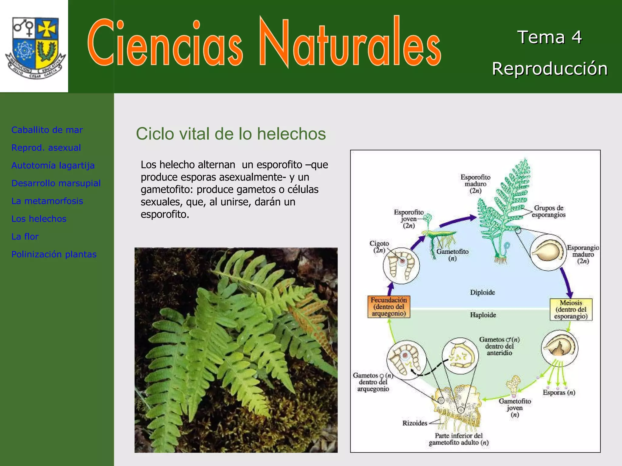Ciencias Naturales Tema 4 Reproducción Ciclo vital de lo helechos Caballito de mar Reprod. asexual Autotomía lagartija Desarrollo marsupial La metamorfosis Los helechos La flor Polinización plantas Los helecho alternan  un esporofito –que produce esporas asexualmente- y un gametofito: produce gametos o células sexuales, que, al unirse, darán un esporofito. 