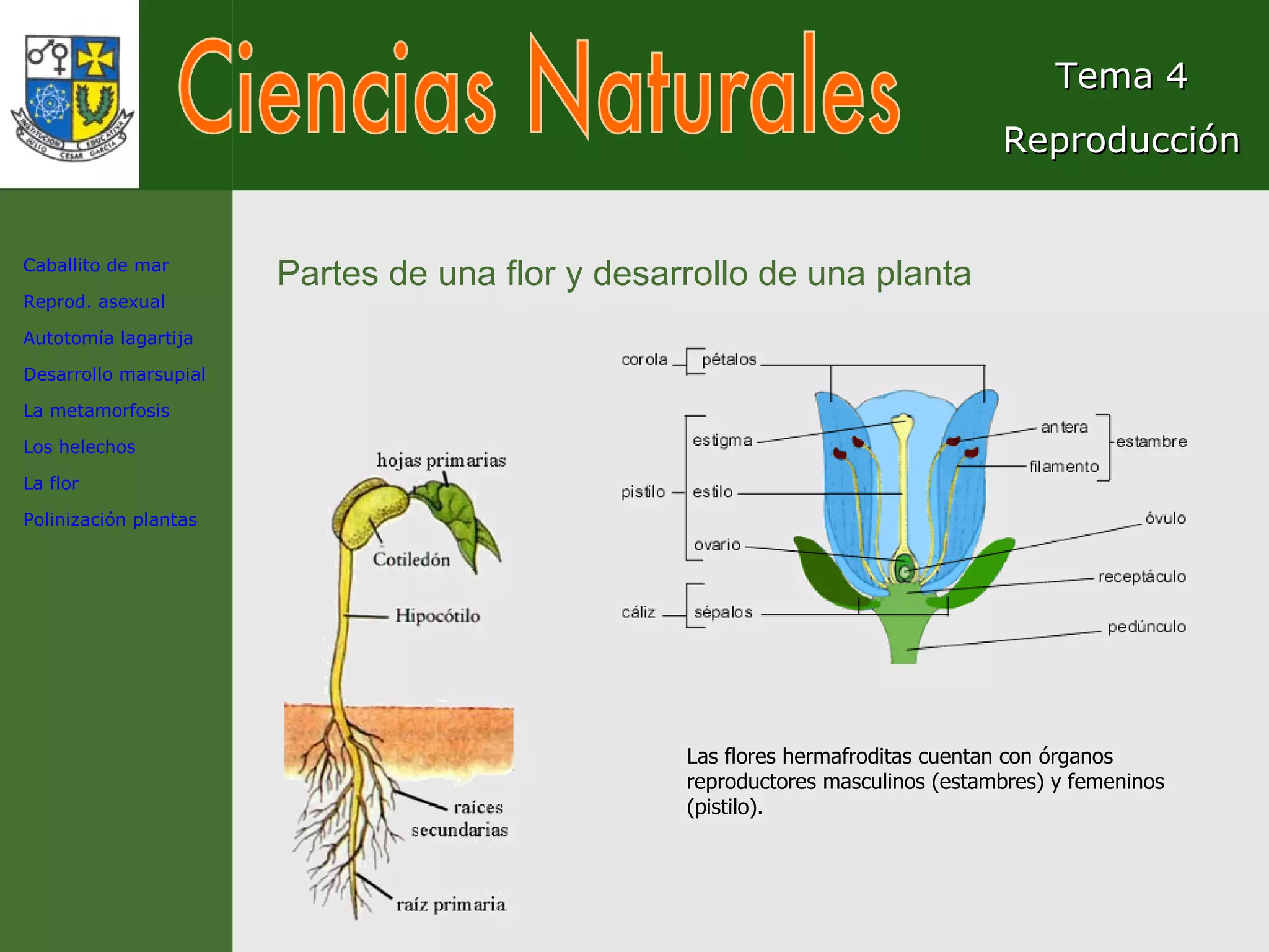 Ciencias Naturales Tema 4 Reproducción Partes de una flor y desarrollo de una planta Las flores hermafroditas cuentan con órganos reproductores masculinos (estambres) y femeninos (pistilo).  Caballito de mar Reprod. asexual Autotomía lagartija Desarrollo marsupial La metamorfosis Los helechos La flor Polinización plantas 
