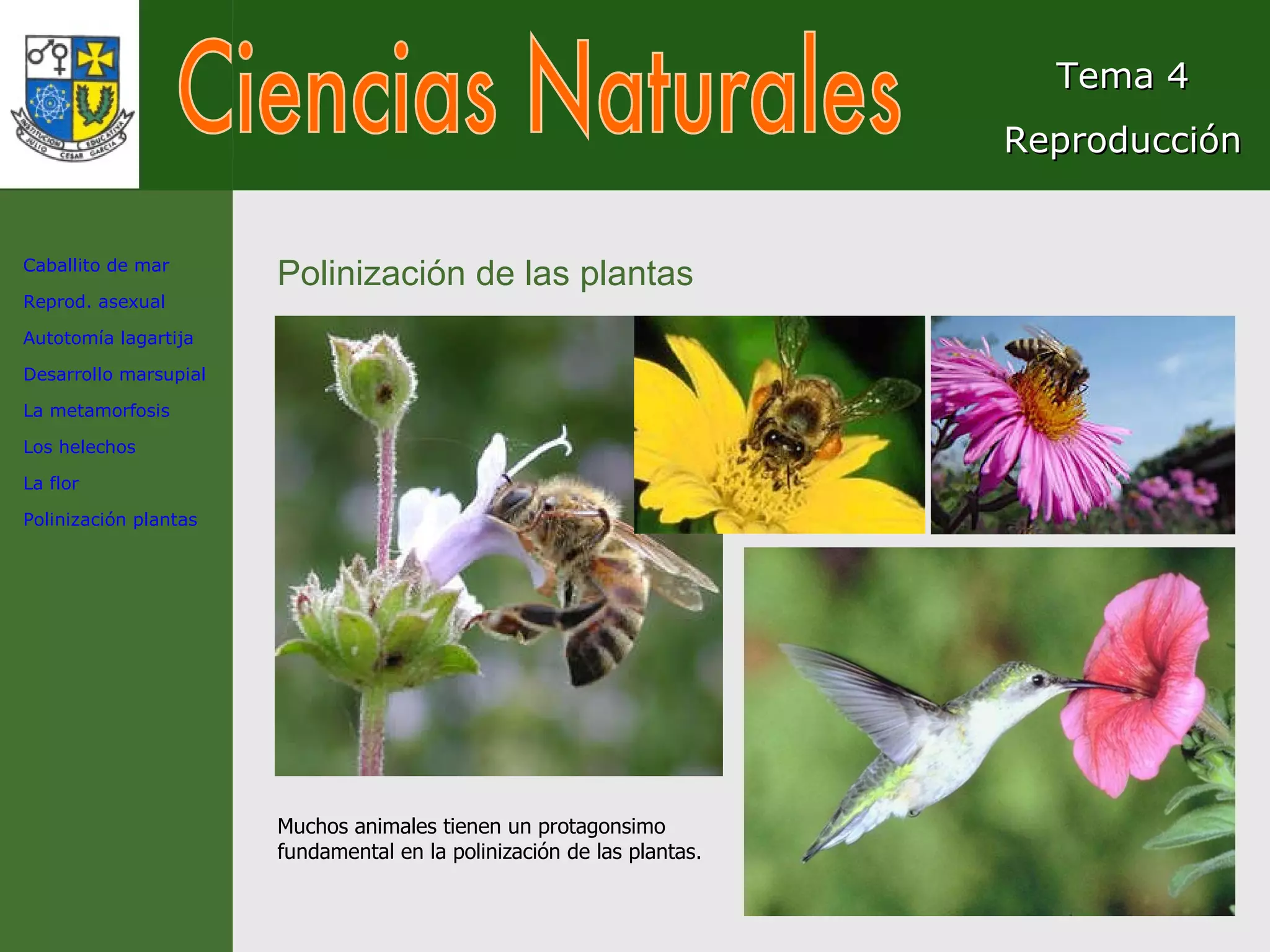 Ciencias Naturales Tema 4 Reproducción Polinización de las plantas Muchos animales tienen un protagonsimo fundamental en la polinización de las plantas.  Caballito de mar Reprod. asexual Autotomía lagartija Desarrollo marsupial La metamorfosis Los helechos La flor Polinización plantas 