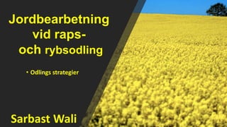 Sarbast Wali
• Odlings strategier
Jordbearbetning
vid raps-
och rybsodling
 