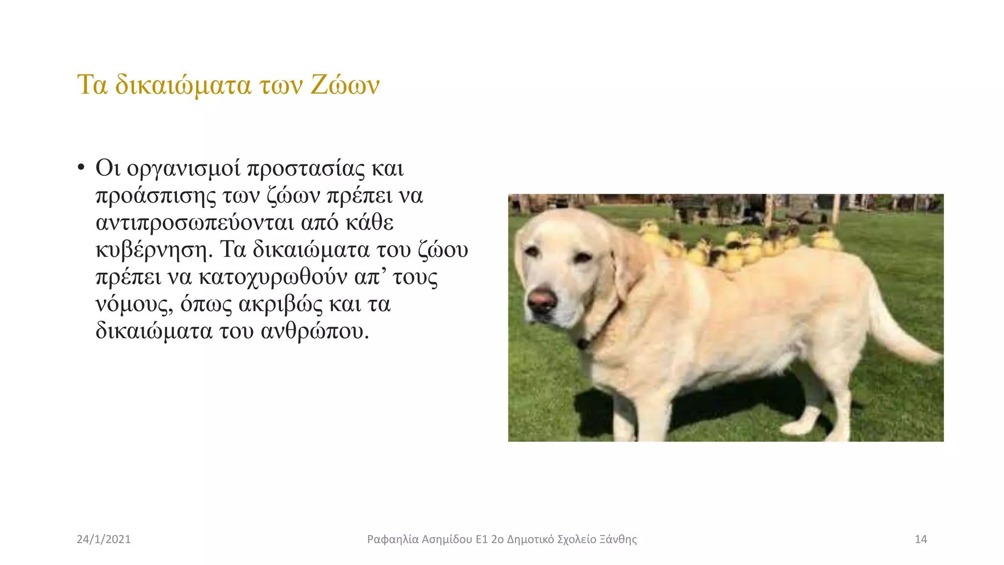 Τα δικαιώματα των Ζώων
• Οι οργανισμοί προστασίας και
προάσπισης των ζώων πρέπει να
αντιπροσωπεύονται από κάθε
κυβέρνηση. Τα δικαιώματα του ζώου
πρέπει να κατοχυρωθούν απ’ τους
νόμους, όπως ακριβώς και τα
δικαιώματα του ανθρώπου.
24/1/2021 14
Ραφαηλία Ασημίδου Ε1 2ο Δημοτικό Σχολείο Ξάνθης
 