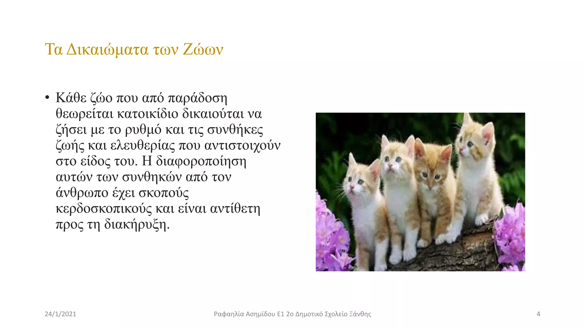 Τα Δικαιώματα των Ζώων
• Κάθε ζώο που από παράδοση
θεωρείται κατοικίδιο δικαιούται να
ζήσει με το ρυθμό και τις συνθήκες
ζωής και ελευθερίας που αντιστοιχούν
στο είδος του. Η διαφοροποίηση
αυτών των συνθηκών από τον
άνθρωπο έχει σκοπούς
κερδοσκοπικούς και είναι αντίθετη
προς τη διακήρυξη.
24/1/2021 4
Ραφαηλία Ασημίδου Ε1 2ο Δημοτικό Σχολείο Ξάνθης
 