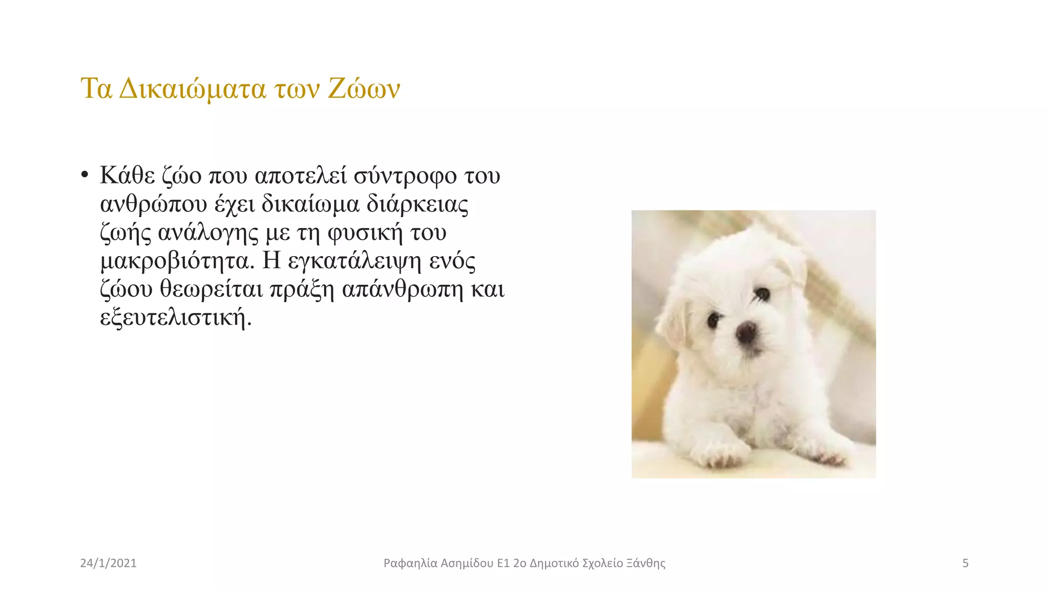 Τα Δικαιώματα των Ζώων
• Κάθε ζώο που αποτελεί σύντροφο του
ανθρώπου έχει δικαίωμα διάρκειας
ζωής ανάλογης με τη φυσική του
μακροβιότητα. Η εγκατάλειψη ενός
ζώου θεωρείται πράξη απάνθρωπη και
εξευτελιστική.
24/1/2021 5
Ραφαηλία Ασημίδου Ε1 2ο Δημοτικό Σχολείο Ξάνθης
 