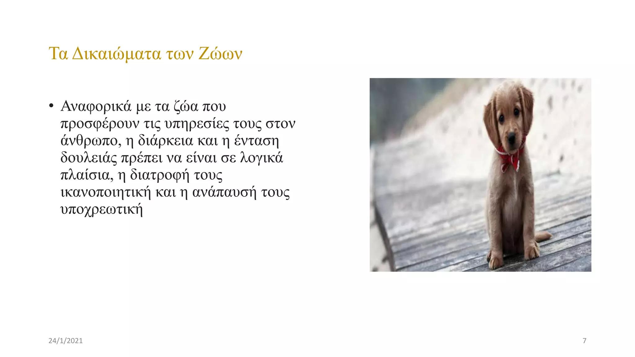 Τα Δικαιώματα των Ζώων
• Αναφορικά με τα ζώα που
προσφέρουν τις υπηρεσίες τους στον
άνθρωπο, η διάρκεια και η ένταση
δουλειάς πρέπει να είναι σε λογικά
πλαίσια, η διατροφή τους
ικανοποιητική και η ανάπαυσή τους
υποχρεωτική
24/1/2021 7
 