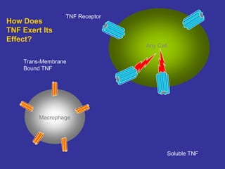 Macrophage
Any Cell
Trans-Membrane
Bound TNF
TNF Receptor
Soluble TNF
How Does
TNF Exert Its
Effect?
 