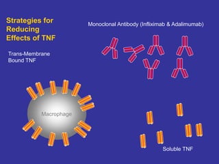 Trans-Membrane
Bound TNF
Soluble TNF
Strategies for
Reducing
Effects of TNF
Macrophage
Monoclonal Antibody (Infliximab & Adalimumab)
 