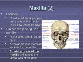 MMaaxxiillllaa ((22)) 
 LLooccaattiioonn 
 CCoonnssiiddeerreedd tthhee uuppppeerr jjaaww;; 
aarrttiiccuullaatteess aatt tthhee mmeeddiiaall 
lliinnee bbeellooww tthhee nnaassaall ccaavviittyy 
 EEmmiinneenncceess ((sseeee ffiigguurree 1100,, 
ppgg.. 4499)) 
 NNaassaall ssppiinnee ((ssmmaallll,, sshhaarrpp 
ssppuurr)) 
 AAllvveeoollaarr pprroocceessss ((ccoonnttaaiinnss 
ssoocckkeettss ffoorr tthhee tteeeetthh)) 
 FFrroonnttaall pprroocceessss ooff tthhee 
mmaaxxiillllaa ((iinnfflluueenncceess tthhee 
llaatteerraall wwaallll ooff tthhee nnoossee)) 
 