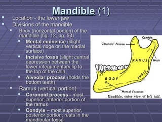 MMaannddiibbllee ((11)) 
 LLooccaattiioonn -- tthhee lloowweerr jjaaww 
 DDiivviissiioonnss ooff tthhee mmaannddiibbllee 
 BBooddyy ((hhoorriizzoonnttaall ppoorrttiioonn)) ooff tthhee 
mmaannddiibbllee ((ffiigg.. 1122,, ppgg.. 5533)) 
 MMeennttaall eemmiinneennccee ((sslliigghhtt 
vveerrttiiccaall rriiddggee oonn tthhee mmeeddiiaall 
ssuurrffaaccee)) 
 IInncciissiivvee ffoossssaa ((sslliigghhtt cceennttrraall 
ddeepprreessssiioonn bbeettwweeeenn tthhee 
lloowweerr iinntteegguummeennttaarryy lliipp ttoo 
tthhee ttoopp ooff tthhee cchhiinn 
 AAllvveeoollaarr pprroocceessss ((hhoollddss tthhee 
bboottttoomm tteeeetthh)) 
 RRaammuuss ((vveerrttiiccaall ppoorrttiioonn)) 
 CCoorroonnooiidd pprroocceessss -- mmoosstt 
ssuuppeerriioorr,, aanntteerriioorr ppoorrttiioonn ooff 
tthhee rraammuuss 
 CCoonnddyyllee –– mmoosstt ssuuppeerriioorr,, 
ppoosstteerriioorr ppoorrttiioonn;; rreessttss iinn tthhee 
mmaannddiibbuullaarr ffoossssaa 
 