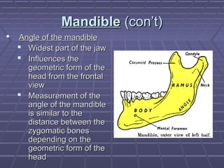 MMaannddiibbllee ((ccoonn’’tt)) 
 AAnnggllee ooff tthhee mmaannddiibbllee 
 WWiiddeesstt ppaarrtt ooff tthhee jjaaww 
 IInnfflluueenncceess tthhee 
ggeeoommeettrriicc ffoorrmm ooff tthhee 
hheeaadd ffrroomm tthhee ffrroonnttaall 
vviieeww 
 MMeeaassuurreemmeenntt ooff tthhee 
aannggllee ooff tthhee mmaannddiibbllee 
iiss ssiimmiillaarr ttoo tthhee 
ddiissttaannccee bbeettwweeeenn tthhee 
zzyyggoommaattiicc bboonneess 
ddeeppeennddiinngg oonn tthhee 
ggeeoommeettrriicc ffoorrmm ooff tthhee 
hheeaadd 
 