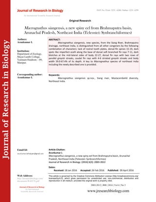 Article Citation:
Arunkumar L
Macrognathus siangensis, a new spiny eel from Brahmaputra basin, Arunachal
Pradesh, Northeast India (Teleostei: Synbranchiformes)
Journal of Research in Biology (2016) 6(3): 2003-2012
JournalofResearchinBiology
Macrognathus siangensis, a new spiny eel from Brahmaputra basin,
Arunachal Pradesh, Northeast India (Teleostei: Synbranchiformes)
Keywords:
Macrognathus siangensis sp.nov., Siang river, Mastacembelid diversity,
Northeast India.
ABSTRACT:
Macrognathus siangensis, new species, from the Siang River, Brahmaputra
drainage, northeast India, is distinguished from all other congeners by the following
combination of characters: lack of rostral tooth plates, dorsal-fin spines 15-19, dark
spots like imperfect ocelli along the base of dorsal soft branched fin rays 7-11, dark
blotches at the mid-lateral sides of body 22-27, dorsal fin rays with two rows of
parallel greyish streaks, caudal fin rays with 4-6 striated greyish streaks and body
width 59.0-67.4% of its depth. A key to Macrognathus species of northeast India
including the newly described one is provided.
2003-2012 | JRB | 2016 | Vol 6 | No 3
This article is governed by the Creative Commons Attribution License (http://creativecommons.org/
licenses/by/4.0), which gives permission for unrestricted use, non-commercial, distribution and
reproduction in all medium, provided the original work is properly cited.
www.jresearchbiology.com
Journal of Research in Biology
An International
Scientific Research Journal
Authors:
Arunkumar L
Institution:
Department of Zoology,
Mayai Lambi College,
Yumnam Huidrom – 09,
Manipur.
Corresponding author:
Arunkumar L
Email Id:
Web Address:
http://jresearchbiology.com/
documents/RA0576.pdf
Dates:
Received: 18 Jan 2016 Accepted: 26 Feb 2016 Published: 09 April 2016
Journal of Research in Biology
An International Scientific Research Journal
Original Research
ISSN No: Print: 2231 –6280; Online: 2231- 6299
 