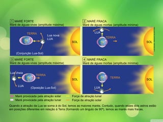1 MARÉ FORTE 
Maré de águas-vivas (amplitude máxima) 
TERRA 
Lua nova 
LUA 
(Conjunção Lua-Sol) 
3 MARÉ FORTE 
Maré de águas-vivas (amplitude máxima) 
Lua cheia 
LUA 
TERRA 
(Oposição Lua-Sol) 
Maré provocada pela atração solar 
Maré provocada pela atração lunar 
2 MARÉ FRACA 
Maré de águas mortas (amplitude mínima) 
LUA 
TERRA 
SOL SOL 
4 MARÉ FRACA 
Maré de águas mortas (amplitude mínima) 
SOL SOL 
LUA 
Força de atração lunar 
Força de atração solar 
LUIS MOURA / ARQUIVO DA EDITORA 
TERRA 
Quando a atração da Lua se soma à do Sol, temos as maiores marés. Contudo, quando esses dois astros estão 
em posições diferentes em relação à Terra (formando um ângulo de 90º), temos as marés mais fracas. 
 