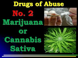 Drugs of Abuse
No. 2
Marijuana
or
Cannabis
Sativa
 