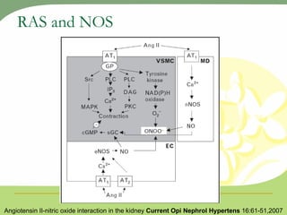 RAS and NOS Angiotensin II-nitric oxide interaction in the kidney  Current Opi Nephrol Hypertens  16:61-51,2007 