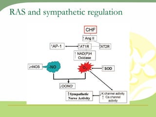 RAS and sympathetic regulation 