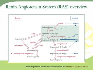 Renin Angiotensin System (RAS) overview Renin-angiotensin system and cardiovascular risk  Lancet 2007; 369: 1208–19 